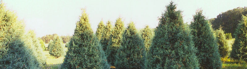 Picture of Wright's Tree Farm trees