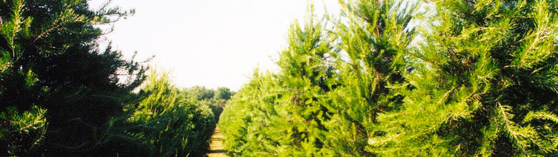 Picture of Wright's Tree Farm row of trees